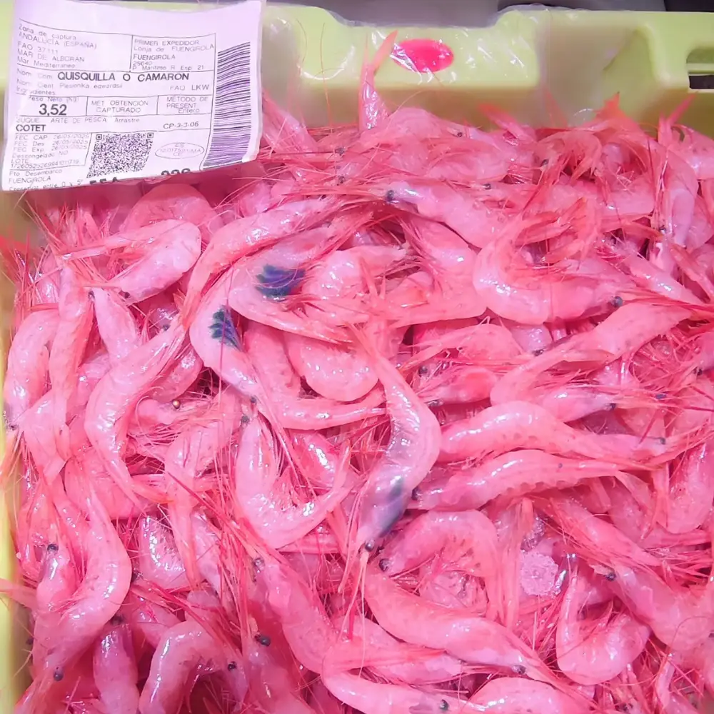 Quisquilla Reescalado 1000 por 1000