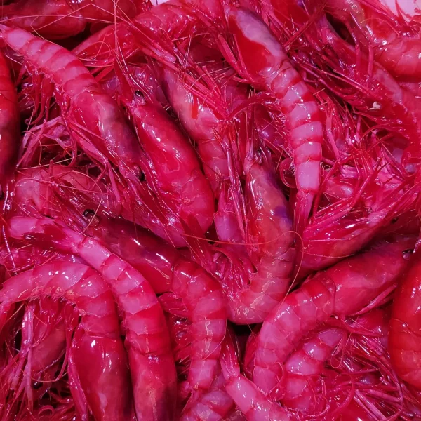 Gamba Roja